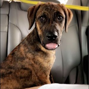 Meet your Posher, Brant